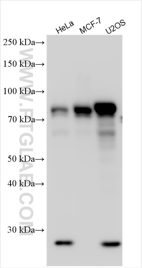 ZNF185 Antibody in Western Blot (WB)