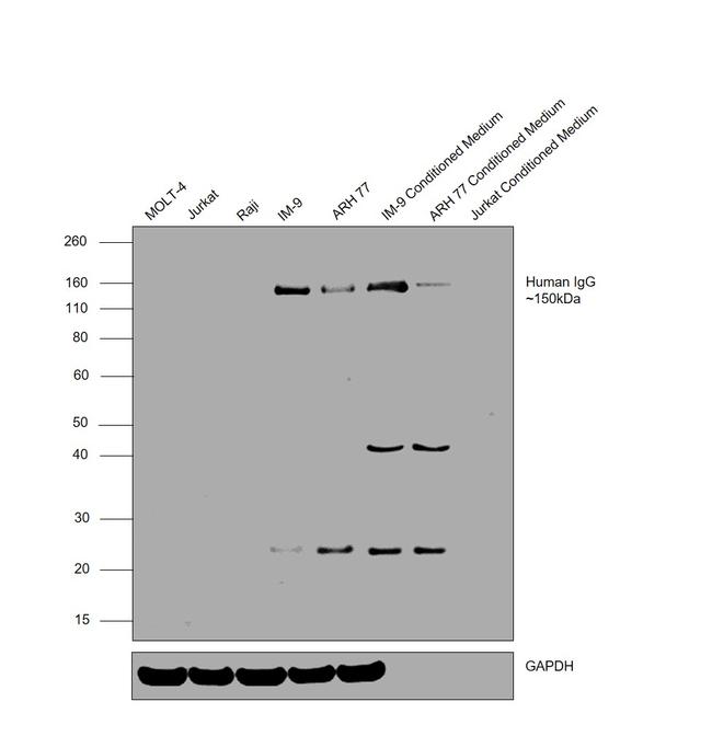 Human IgG F(ab')2 Secondary Antibody in Western Blot (WB)
