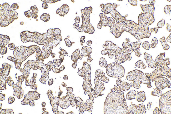 CCDC76 Antibody in Immunohistochemistry (Paraffin) (IHC (P))