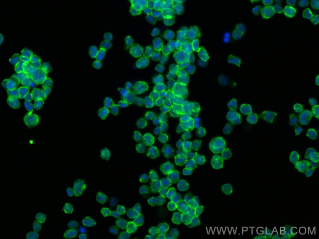 SIRP Alpha Antibody in Immunocytochemistry (ICC/IF)