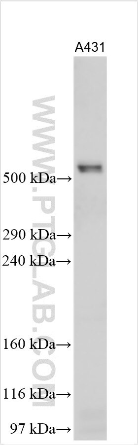 FAT2 Antibody in Western Blot (WB)