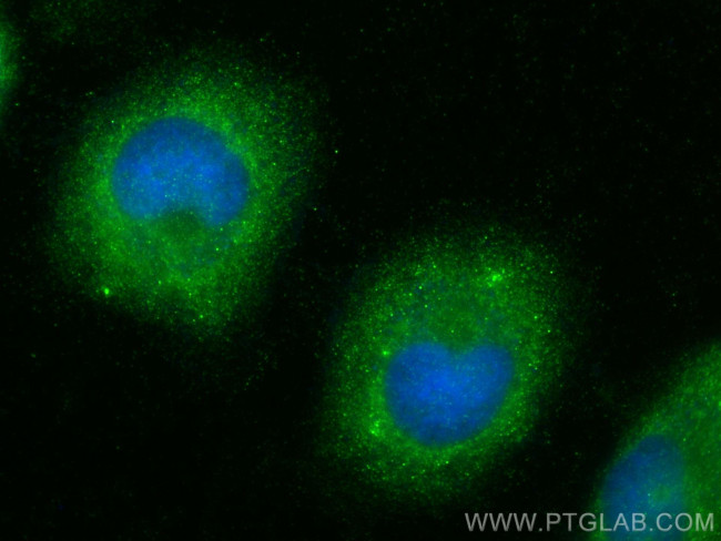 DNAJC13 Antibody in Immunocytochemistry (ICC/IF)