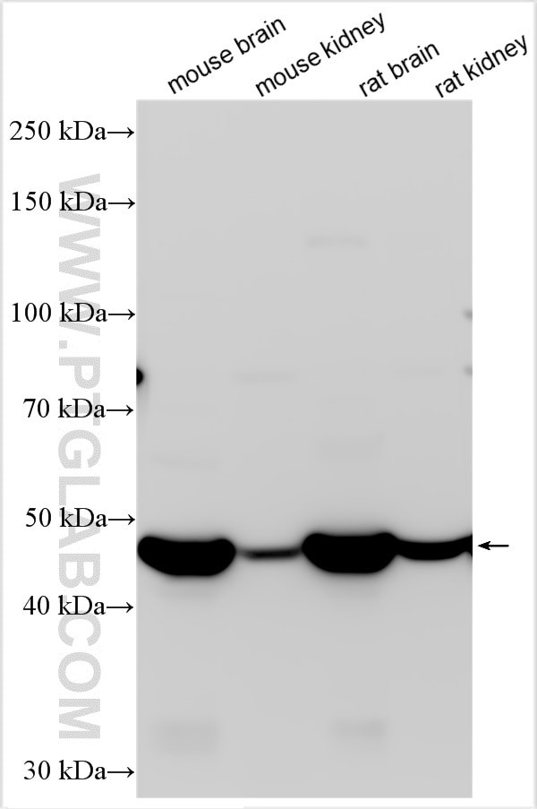 GDA Antibody in Western Blot (WB)