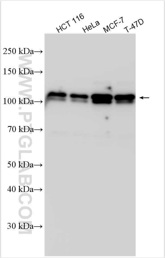 ZNF148 Antibody in Western Blot (WB)