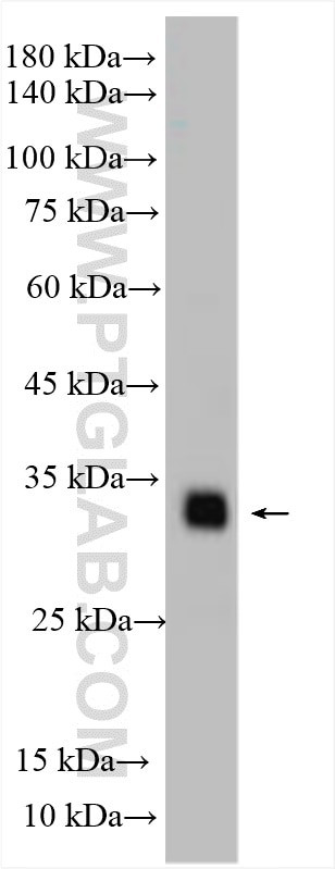 ULBP2 Antibody in Western Blot (WB)