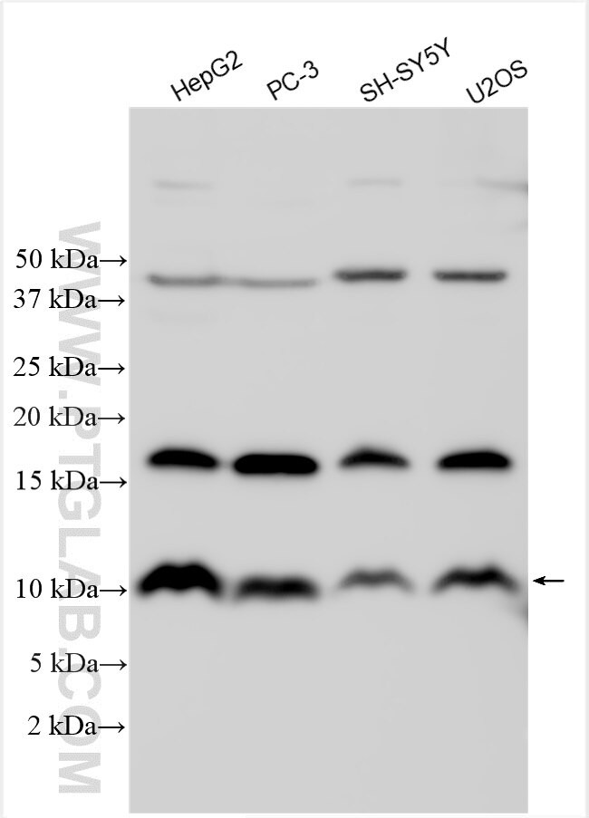Adiponectin Antibody in Western Blot (WB)