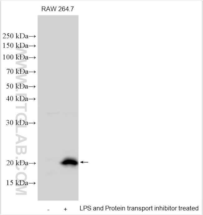 MCP-1 Antibody in Western Blot (WB)