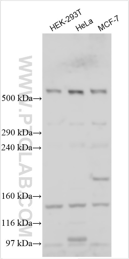 HERC1 Antibody in Western Blot (WB)