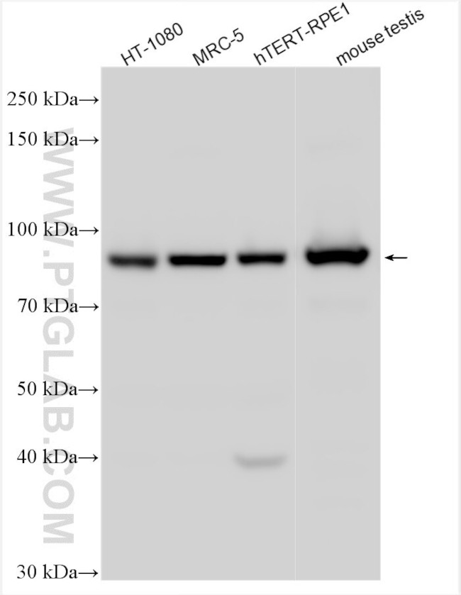 COG4 Antibody in Western Blot (WB)