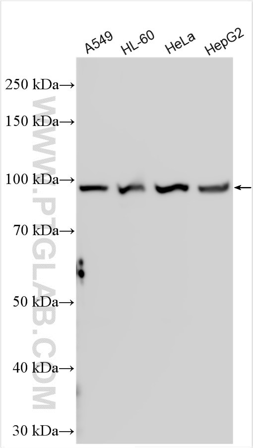 AKAP8 Antibody in Western Blot (WB)
