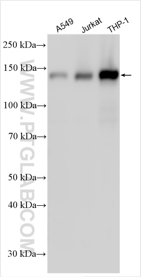 UTY Antibody in Western Blot (WB)