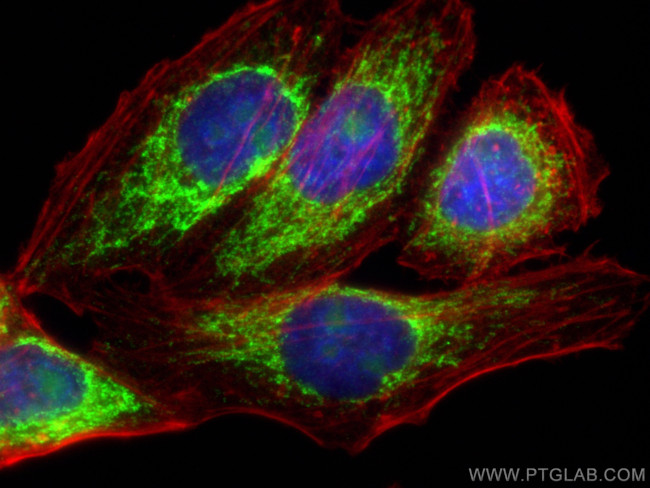 MIC10 Antibody in Immunocytochemistry (ICC/IF)