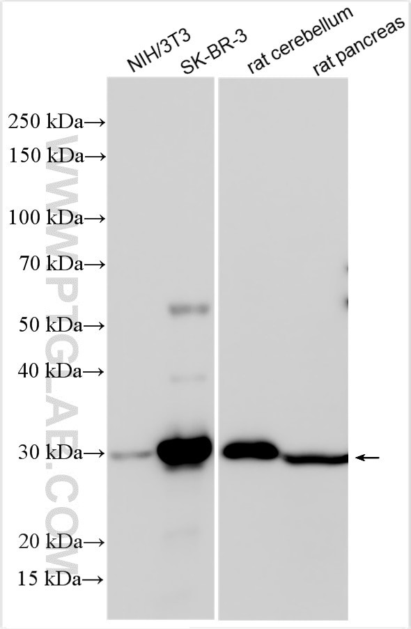 COMTD1 Antibody in Western Blot (WB)