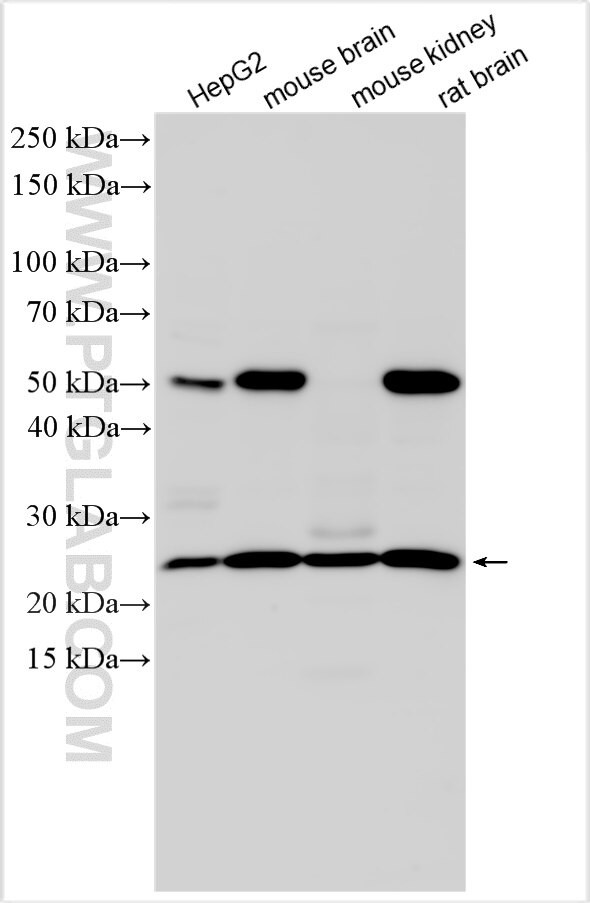 SCRT1 Antibody in Western Blot (WB)