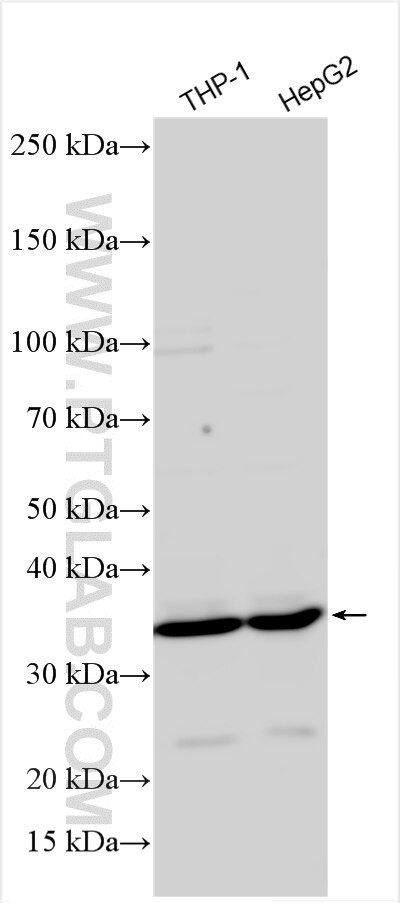 CNTD2 Antibody in Western Blot (WB)