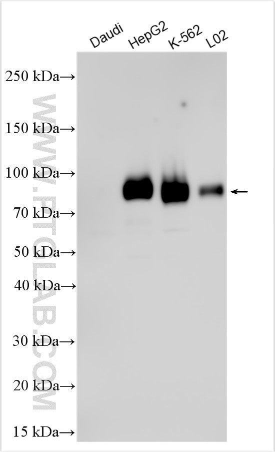 Phospho-SAMHD1 (Thr592) Antibody in Western Blot (WB)