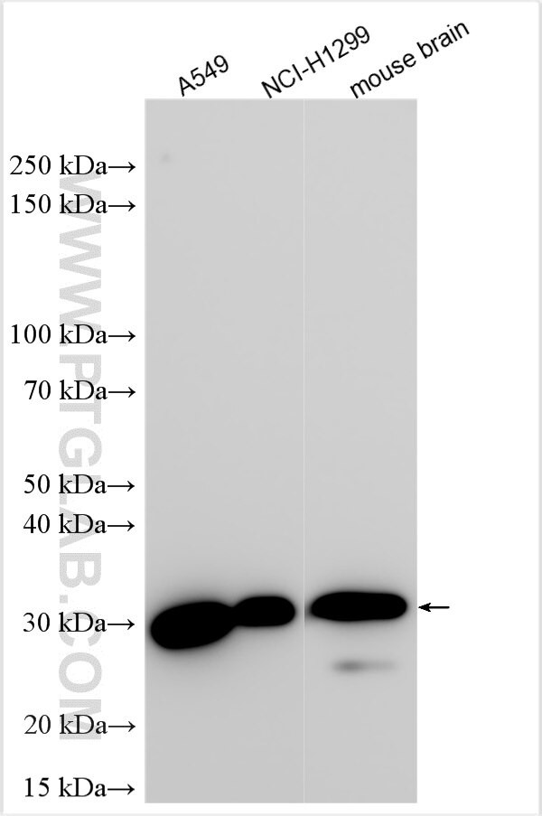 B7-H6 Antibody in Western Blot (WB)