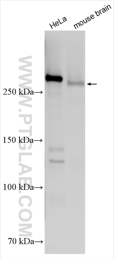 CSPG4 Antibody in Western Blot (WB)