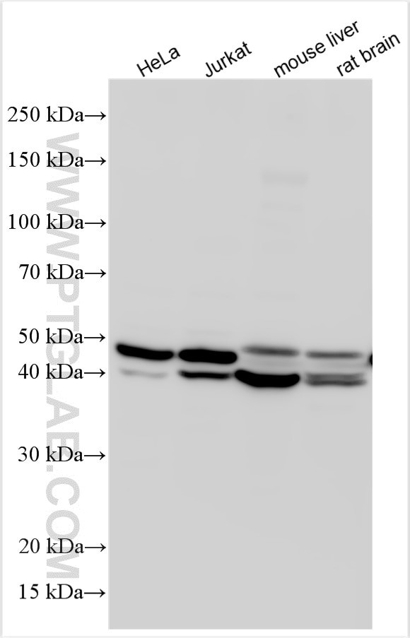 EIF3F Antibody in Western Blot (WB)