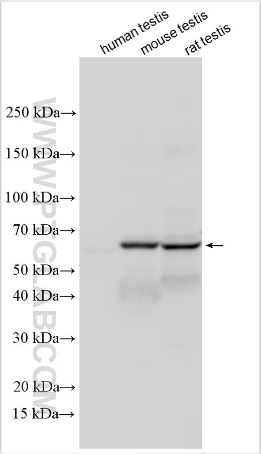 DCHS2 Antibody in Western Blot (WB)