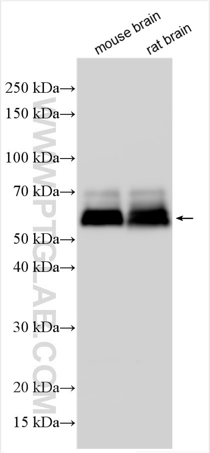 PALM Antibody in Western Blot (WB)