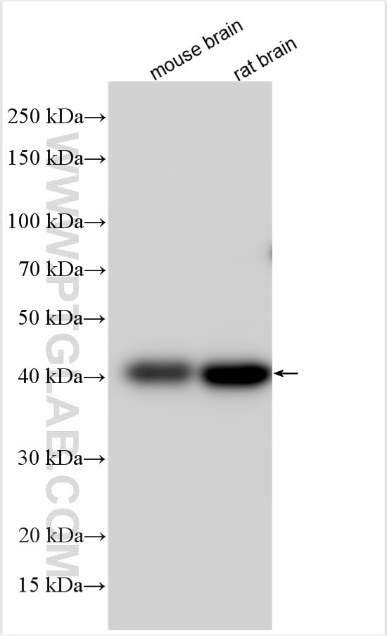 HAPLN1 Antibody in Western Blot (WB)