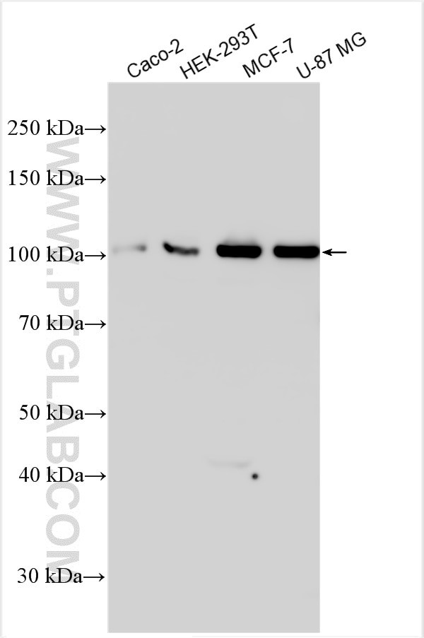 EPB41L4B Antibody in Western Blot (WB)