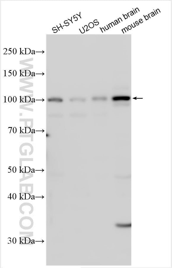 PCDHA1 Antibody in Western Blot (WB)