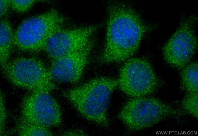 LYRM2 Antibody in Immunocytochemistry (ICC/IF)