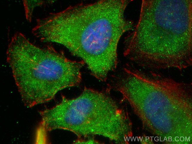 SPTAN1 Antibody in Immunocytochemistry (ICC/IF)