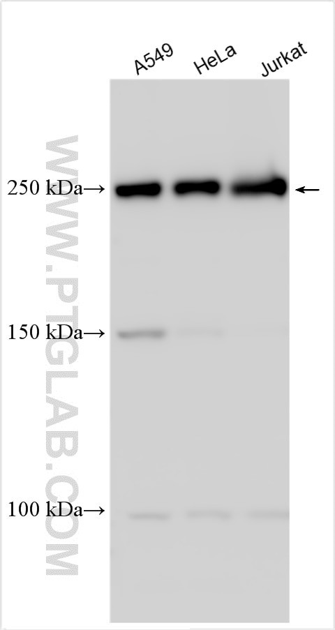 GTF3C1 Antibody in Western Blot (WB)