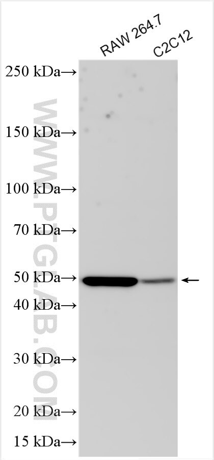 INSM1 Antibody in Western Blot (WB)