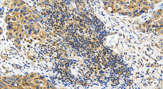 FAM210A Antibody in Immunohistochemistry (Paraffin) (IHC (P))