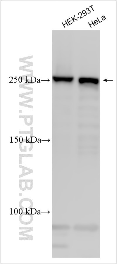 TLN2 Antibody in Western Blot (WB)