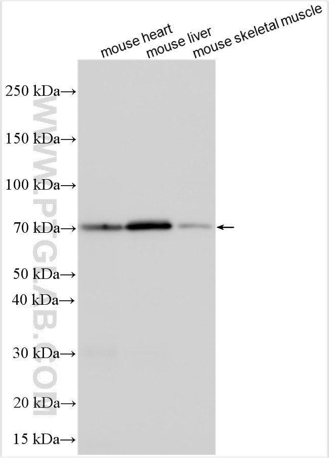 IRX1 Antibody in Western Blot (WB)