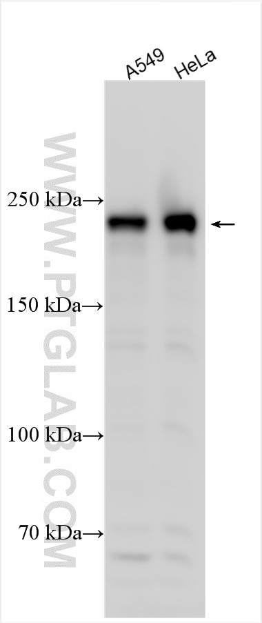 CDK5RAP2 Antibody in Western Blot (WB)