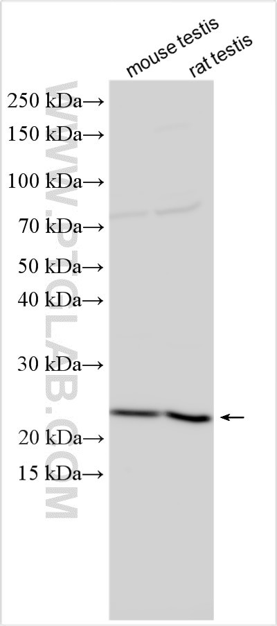 GSC2 Antibody in Western Blot (WB)