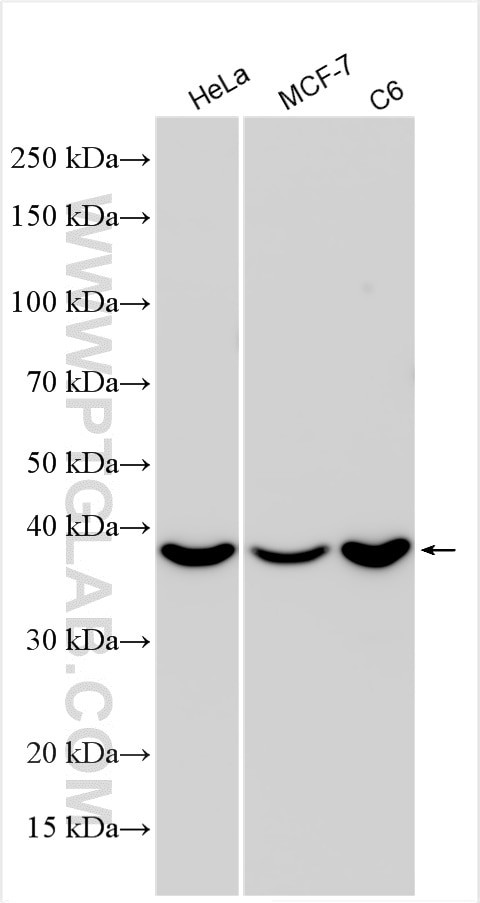 CAB39 Antibody in Western Blot (WB)