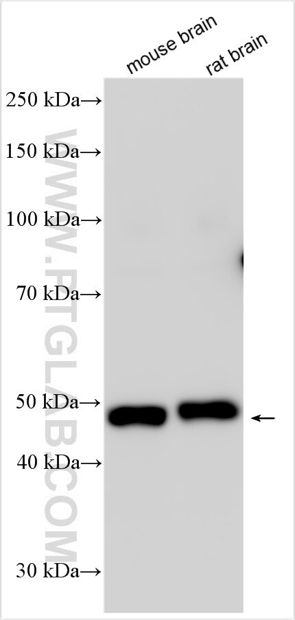 CD229/SLAMF3 Antibody in Western Blot (WB)
