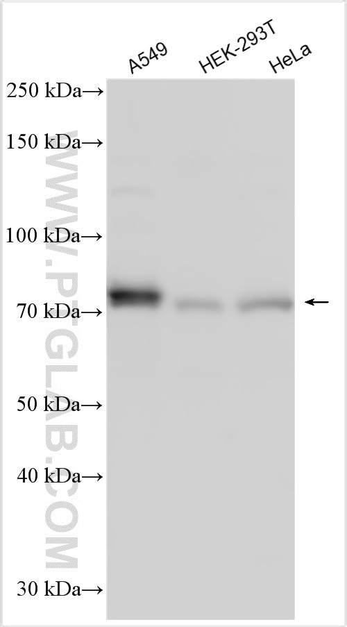NUAK2 Antibody in Western Blot (WB)