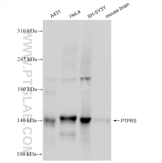 PTPRS Antibody in Western Blot (WB)