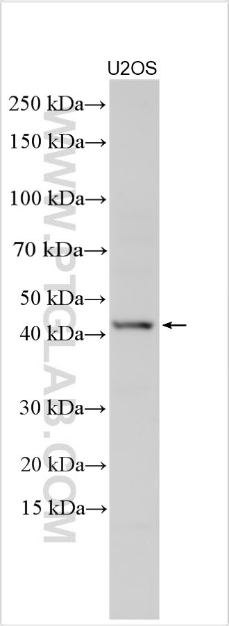 PDE4B Antibody in Western Blot (WB)