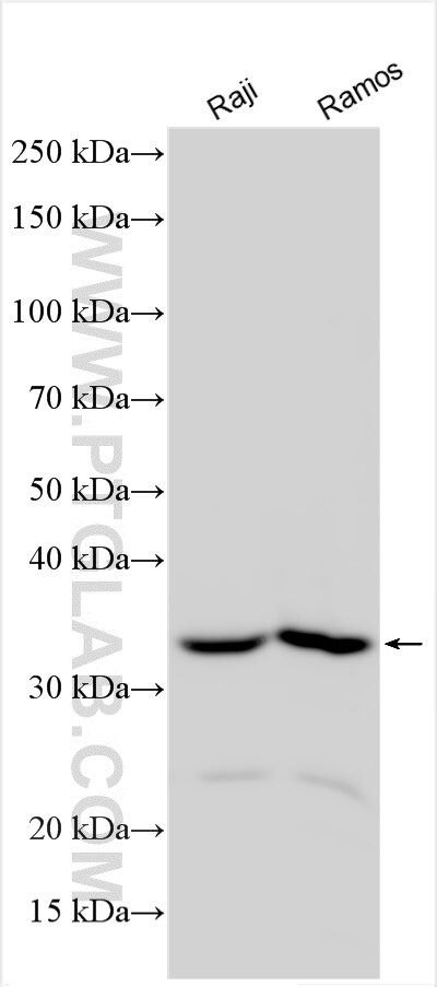 STAP1 Antibody in Western Blot (WB)