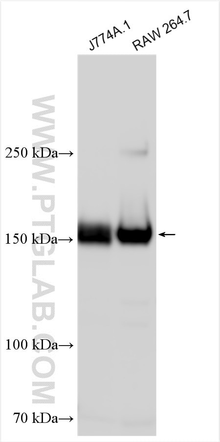 CD11b Antibody in Western Blot (WB)