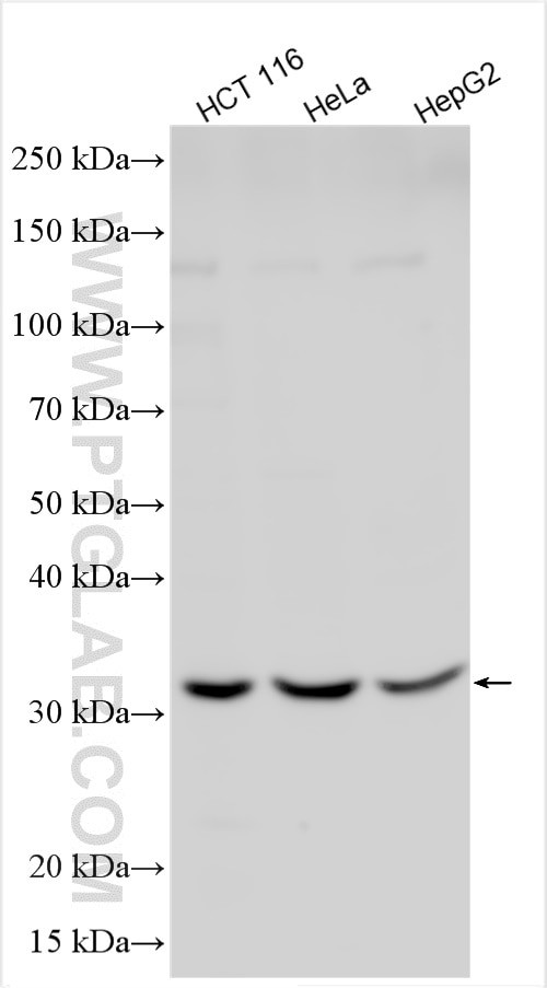 DRAM Antibody in Western Blot (WB)