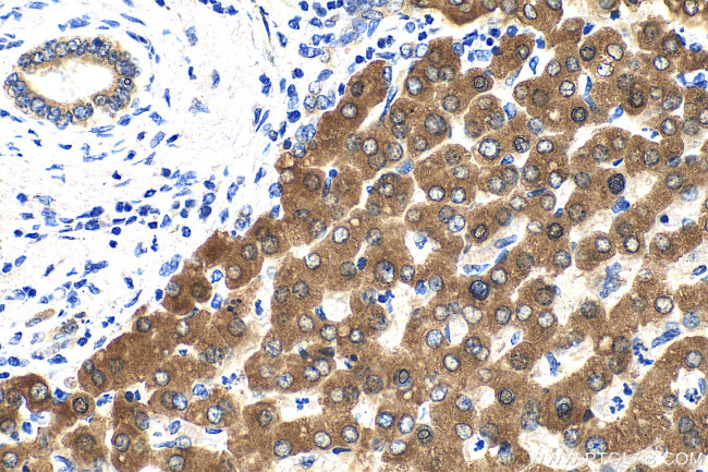 PON3 Antibody in Immunohistochemistry (Paraffin) (IHC (P))