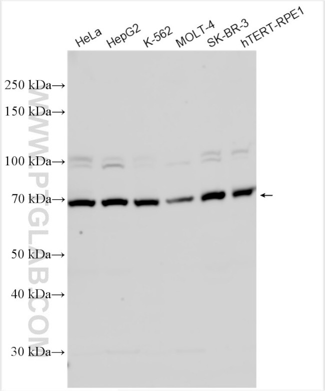 SYTL1 Antibody in Western Blot (WB)