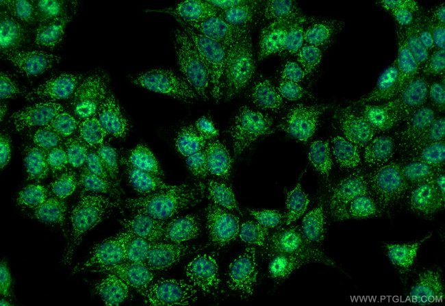 DNLZ Antibody in Immunocytochemistry (ICC/IF)