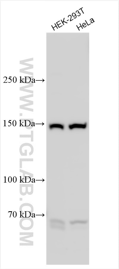 GPR158 Antibody in Western Blot (WB)