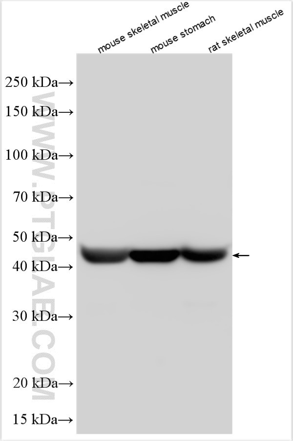 ACTG2 Antibody in Western Blot (WB)